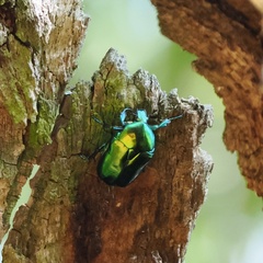 Protaetia speciosissima