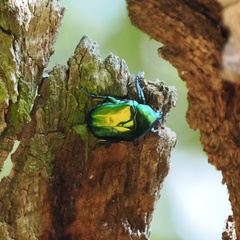 Protaetia speciosissima