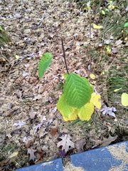Rhamnaceae