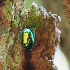 Protaetia speciosissima