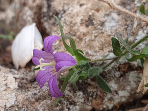 Campanula numidica (Campanula numidica)