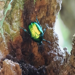 Protaetia speciosissima