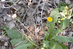 Taraxacum officinale