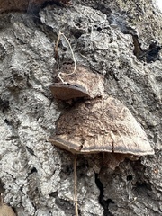 Coriolopsis gallica