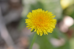 Taraxacum officinale
