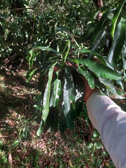 Pouteria gardneriana