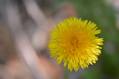 Taraxacum officinale