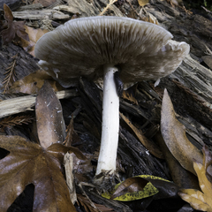 Pluteus exilis