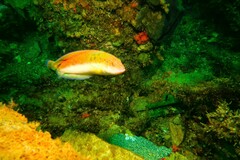 Austrolabrus maculatus