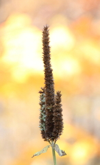 Agastache nepetoides