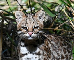 Leopardus guttulus