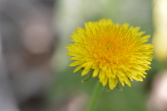 Taraxacum officinale
