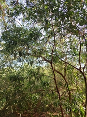 Pouteria gardneriana