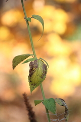 Agastache nepetoides