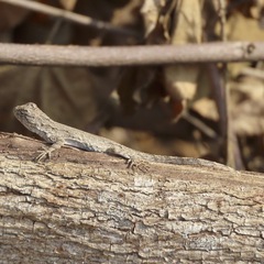 Urosaurus bicarinatus