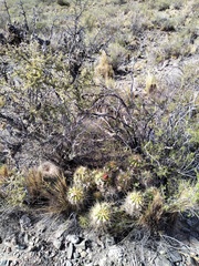 Trichocereus candicans