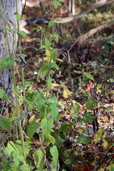 Agastache nepetoides