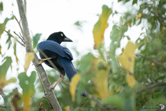 Cyanocorax beecheii