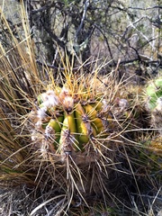 Trichocereus candicans