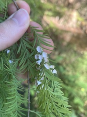 Taxodiomyia cupressi