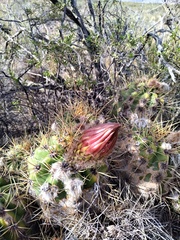 Trichocereus candicans