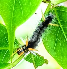 Phaegopterina