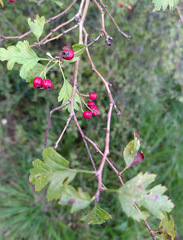 Crataegus