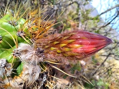 Trichocereus candicans