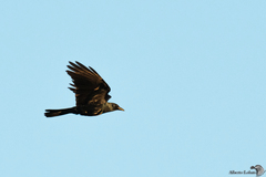 Corvus sinaloae