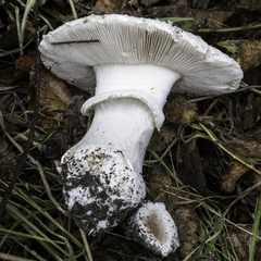 Amanita novinupta