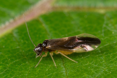 Caecilius fuscopterus (Latreille, 1799)