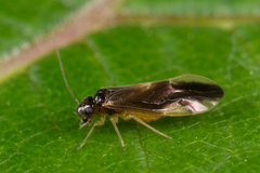 Caecilius fuscopterus