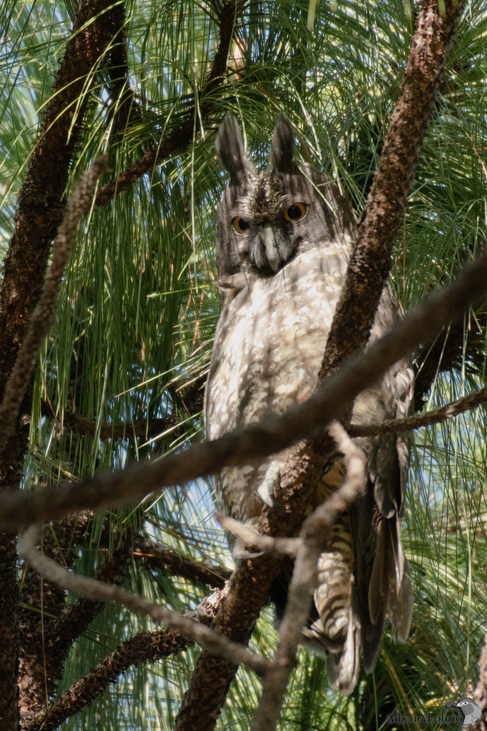 Stygian Owl in October 2022 by El Chivizcoyo · iNaturalist