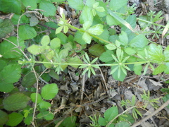 Galium aparine