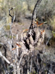 Tillandsia pedicellata