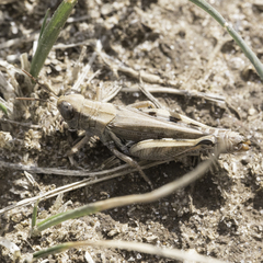 Melanoplus devastator