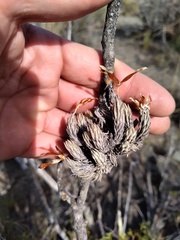 Tillandsia pedicellata