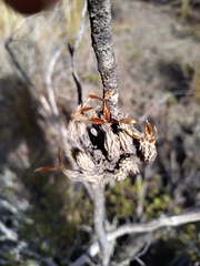 Tillandsia pedicellata