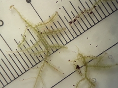 Telaranea tetrapila tetrapila