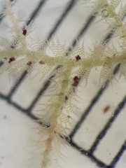 Telaranea tetrapila tetrapila