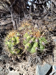 Trichocereus candicans