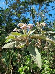 Solanum granulosoleprosum
