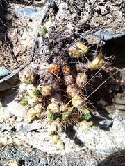 Maihueniopsis ovata