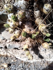 Maihueniopsis ovata