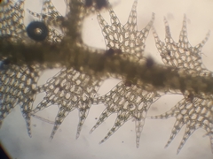 Telaranea tetrapila tetrapila