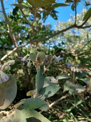 Solanum granulosoleprosum