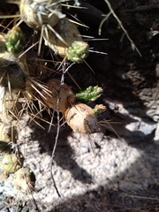 Maihueniopsis ovata