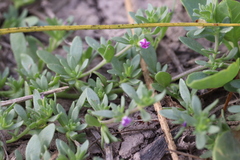 Calibrachoa parviflora