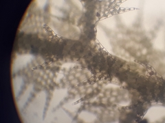 Telaranea tetrapila tetrapila