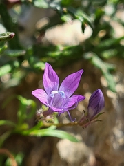 Gilia